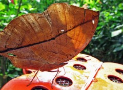  Animaux Papillon "feuille morte"