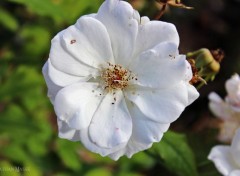  Nature Fleur blanche