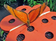  Animaux Papillon