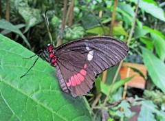  Animals Papillon