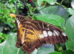  Animals Papillon