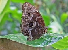  Animaux Papillon