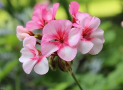  Nature Petites fleurs roses.