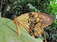  Animaux Papillon.