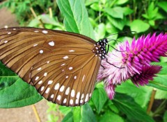  Animaux Papillon.