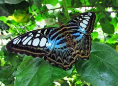  Animaux Papillon