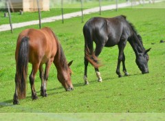  Animaux Image sans titre N381502