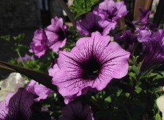  Nature Fleurs de campagne