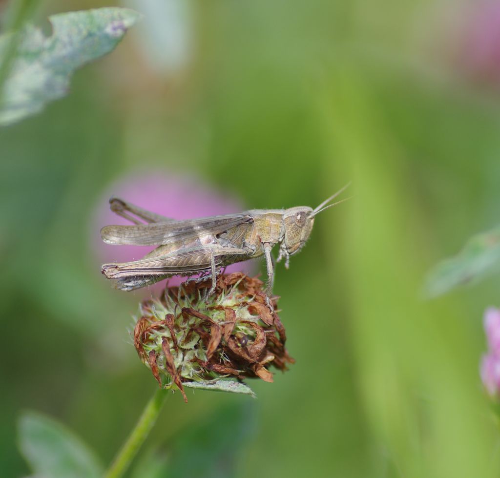 Fonds d'cran Animaux Insectes - Sauterelles et Criquets 