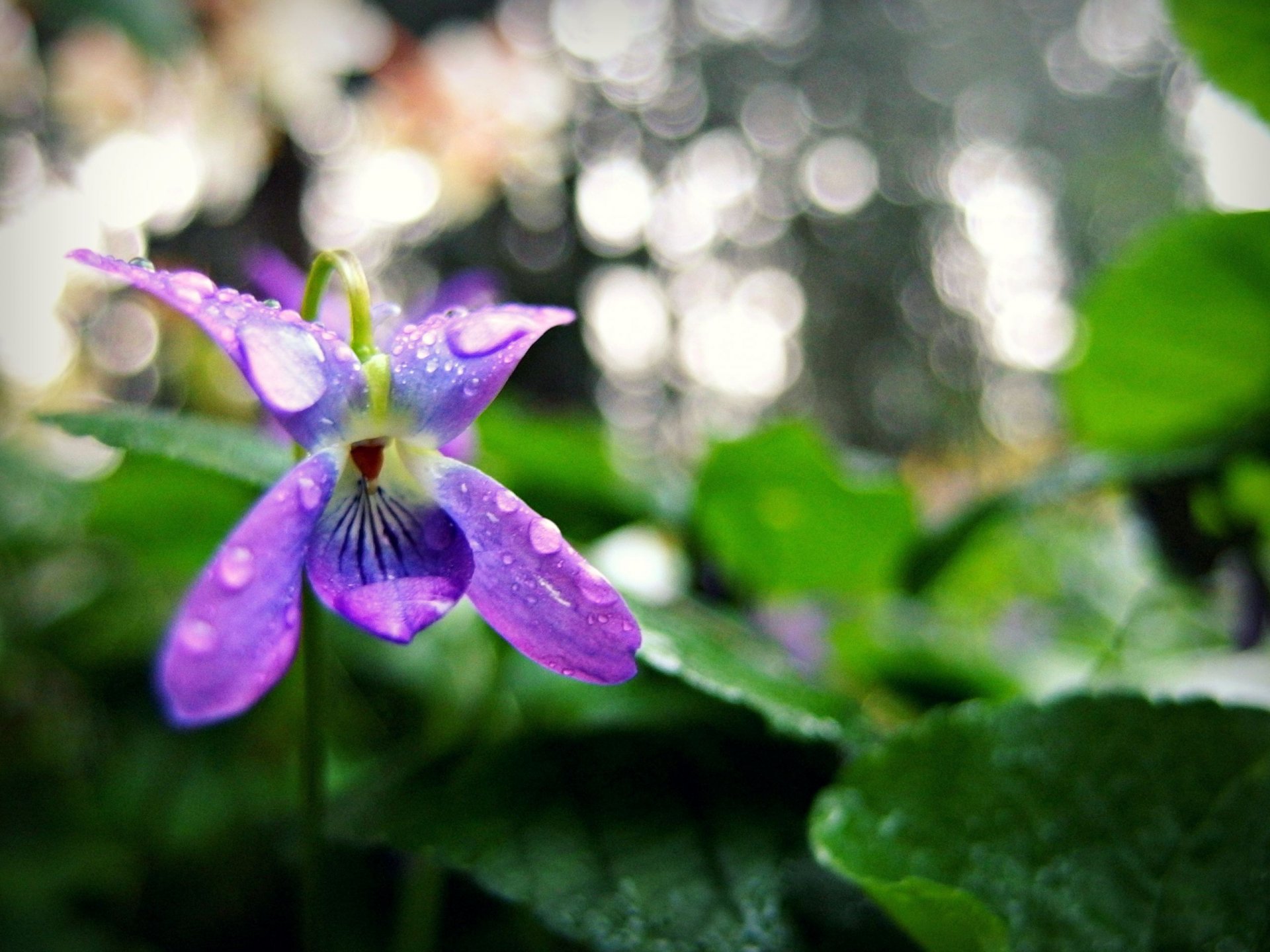 Wallpapers Nature Flowers 