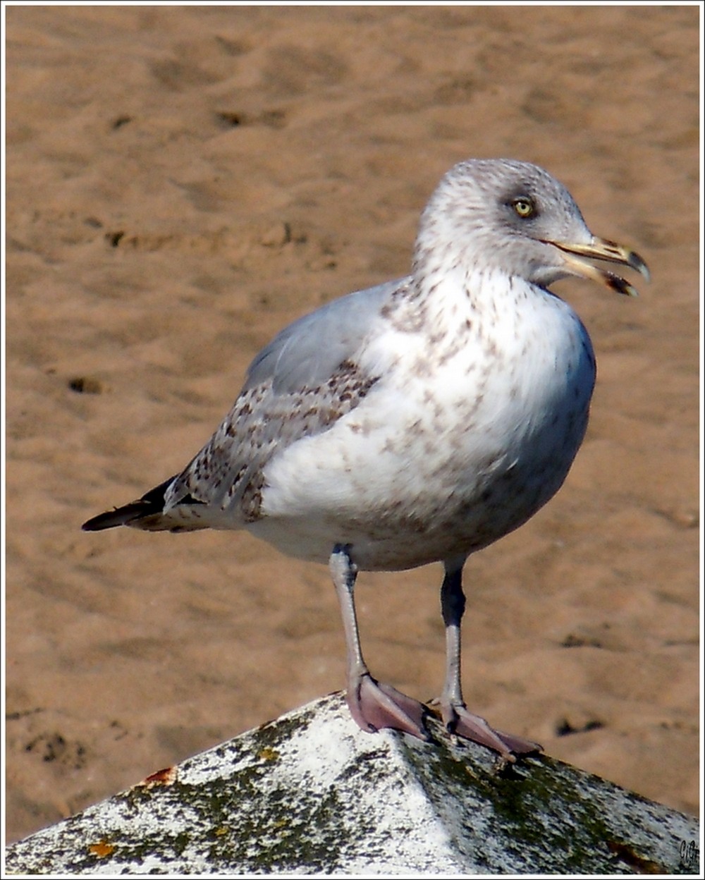 Wallpapers Animals Birds - Gulls Faune et flore de la cte belge