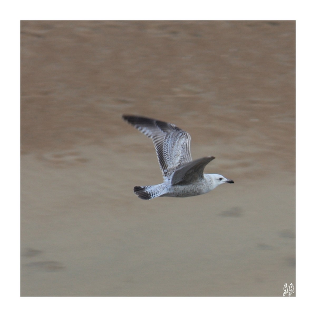 Fonds d'cran Animaux Oiseaux - Mouettes et Golands Faune et flore de la cte belge