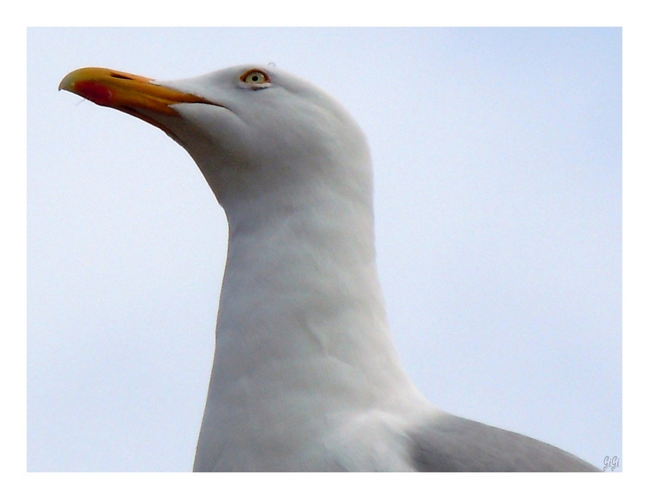 Fonds d'cran Animaux Oiseaux - Mouettes et Golands Faune et flore de la cte belge