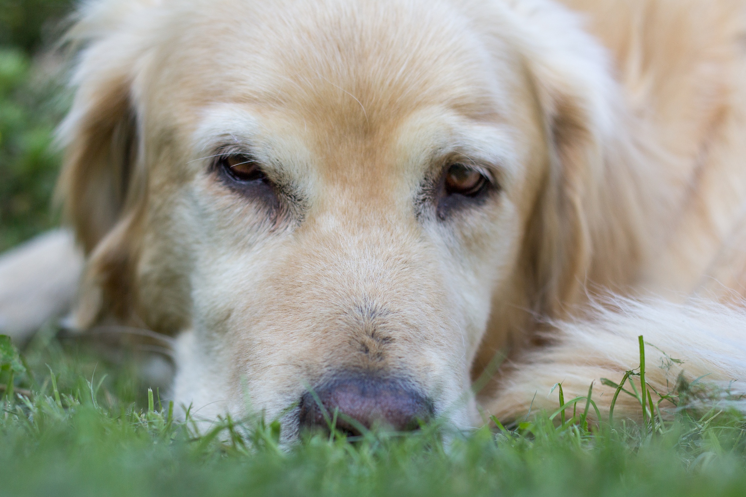 Fonds d'cran Animaux Chiens desperate dog