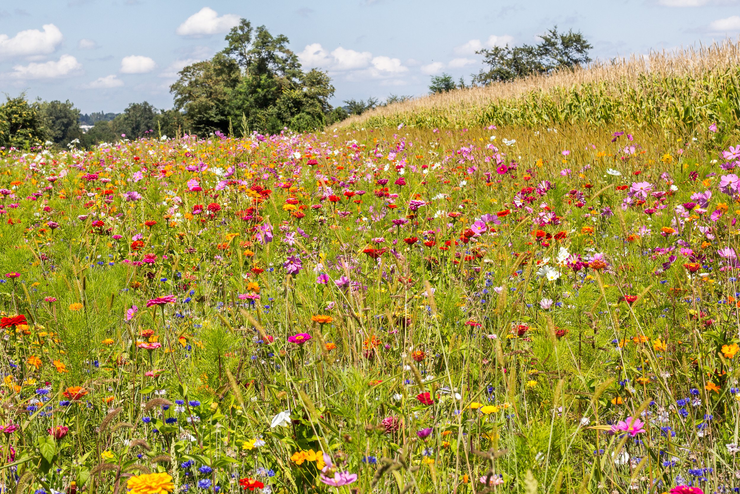 Fonds d'cran Nature Champs - Prairies 