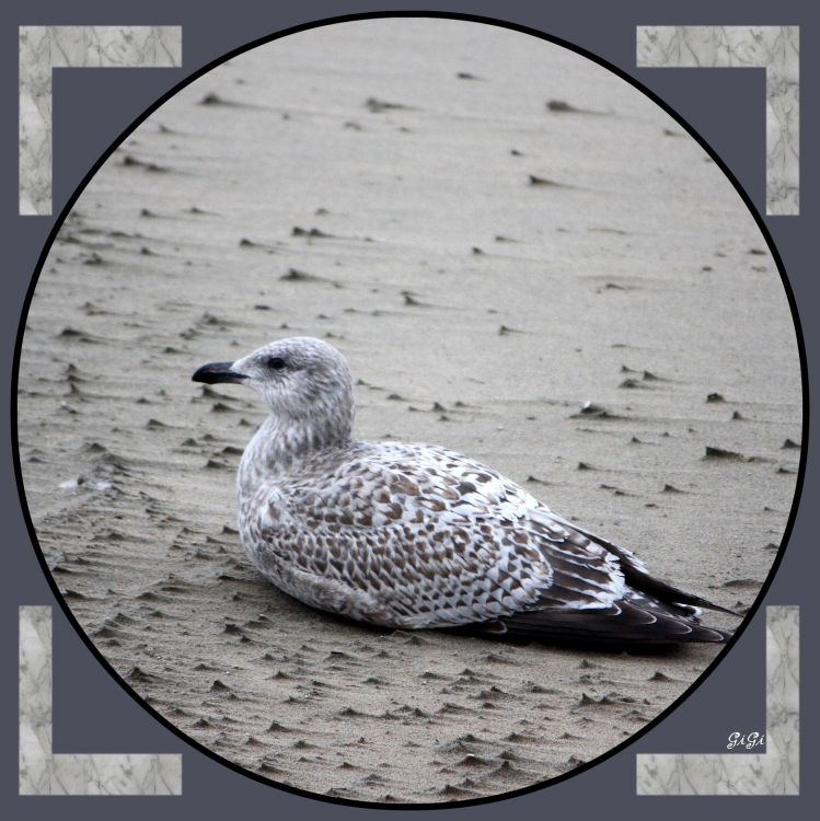 Fonds d'cran Animaux Oiseaux - Mouettes et Golands Faune et flore de la cte belge