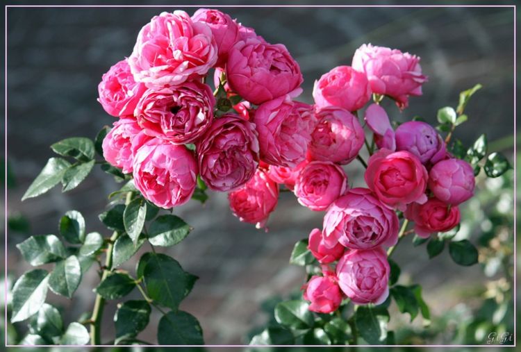 Fonds d'cran Nature Fleurs Faune et flore de la cte belge