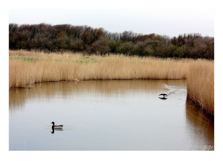 Fonds d'cran Nature Fleuves - Rivires - Torrents Faune et flore de la cte belge