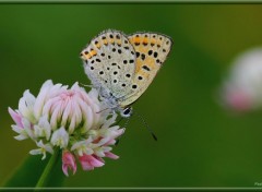  Animaux Image sans titre N381714