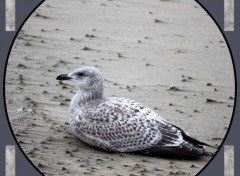  Animaux Faune et flore de la cte belge