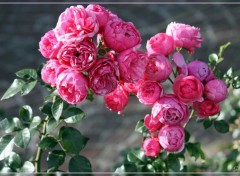  Nature Faune et flore de la cte belge