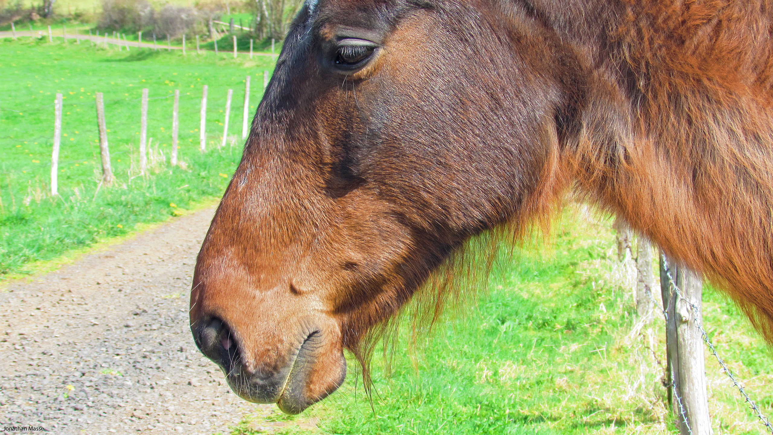 Fonds d'cran Animaux Chevaux Cheval