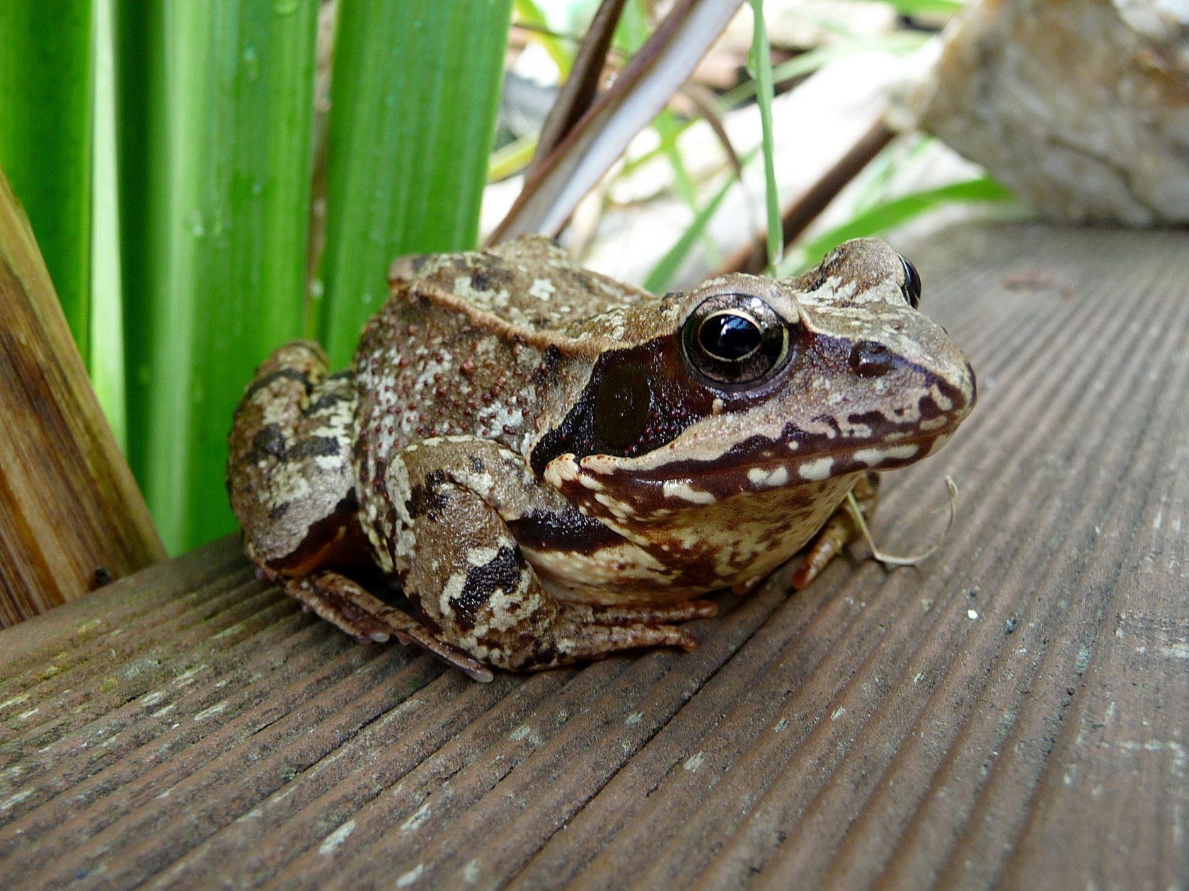 Wallpapers Animals Frogs - Toads Grenouille rousse