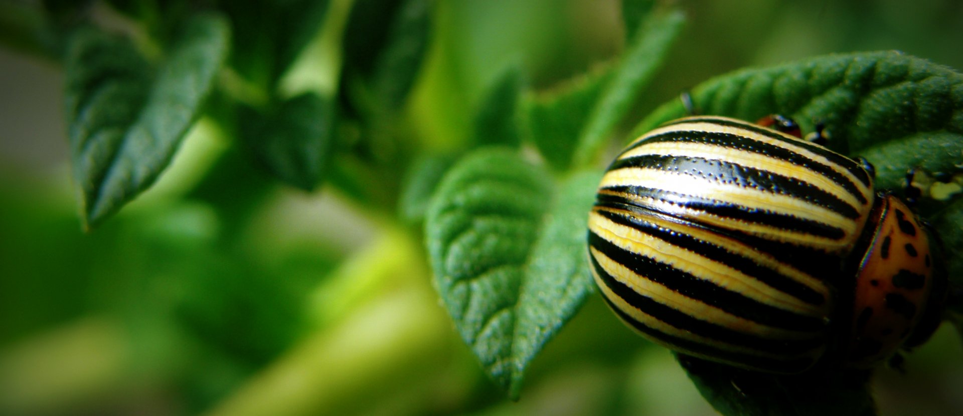 Fonds d'cran Animaux Insectes - Divers 