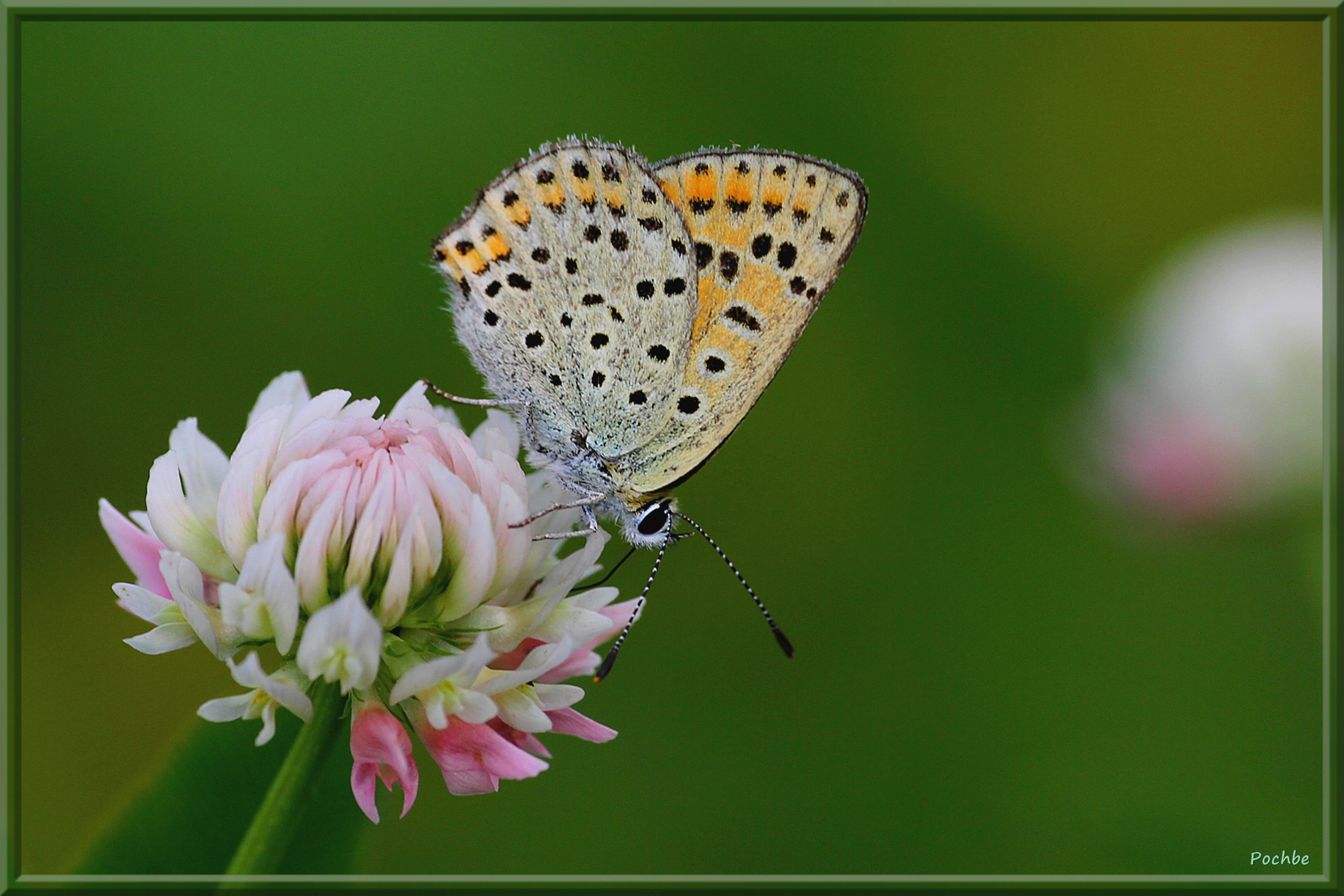 Fonds d'cran Animaux Insectes - Papillons 