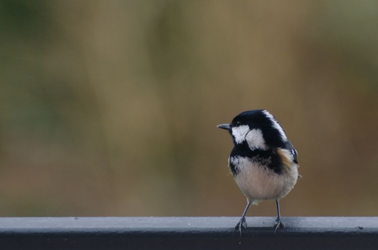 Fonds d'cran Animaux Oiseaux - Msanges Wallpaper N381790