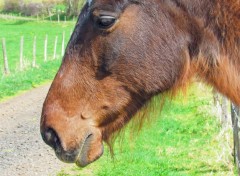  Animaux Cheval