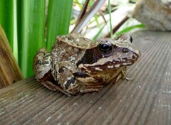  Animals Grenouille rousse