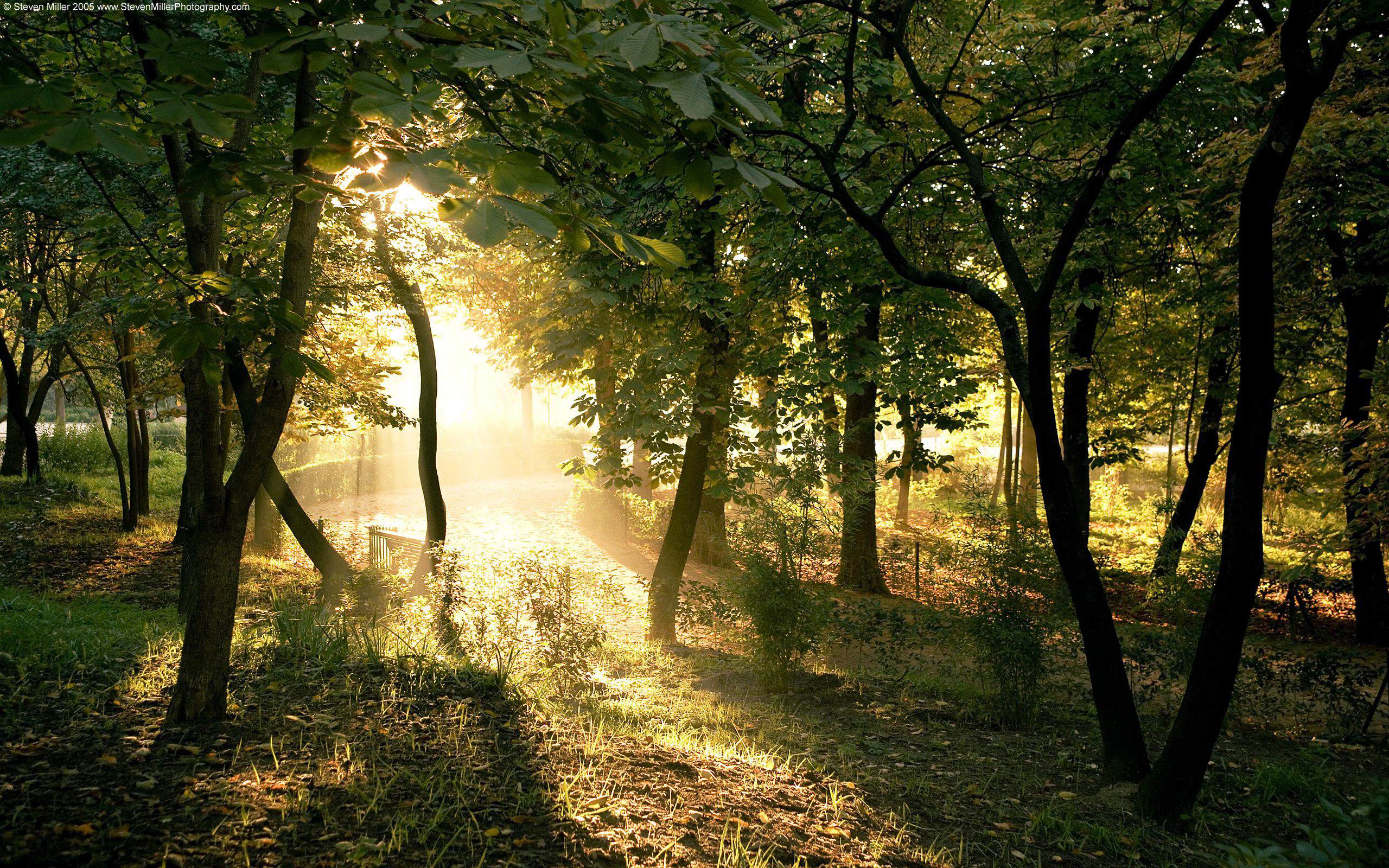 Fonds d'cran Nature Arbres - Forts 