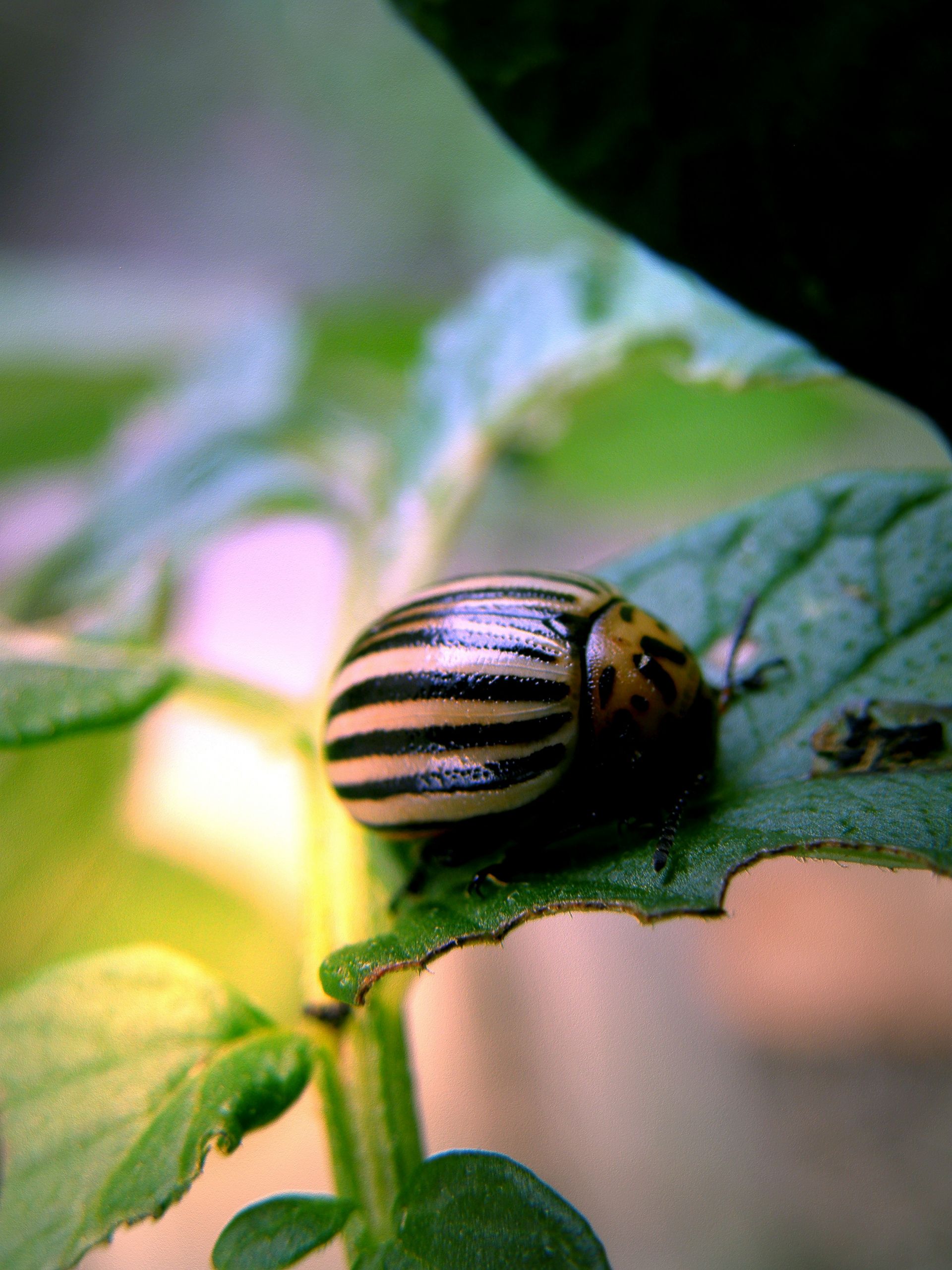 Fonds d'cran Animaux Insectes - Divers 