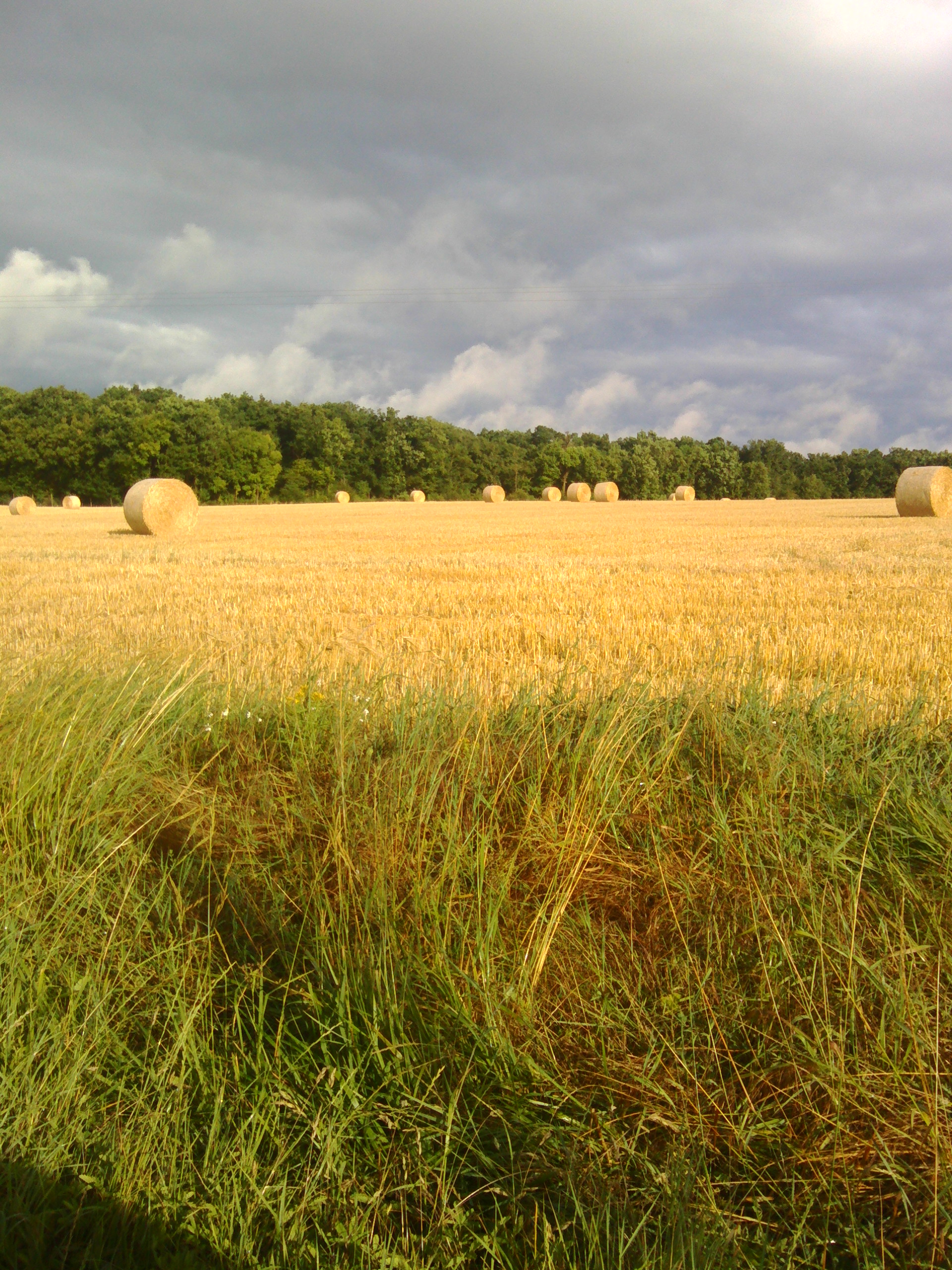 Fonds d'cran Nature Champs - Prairies 