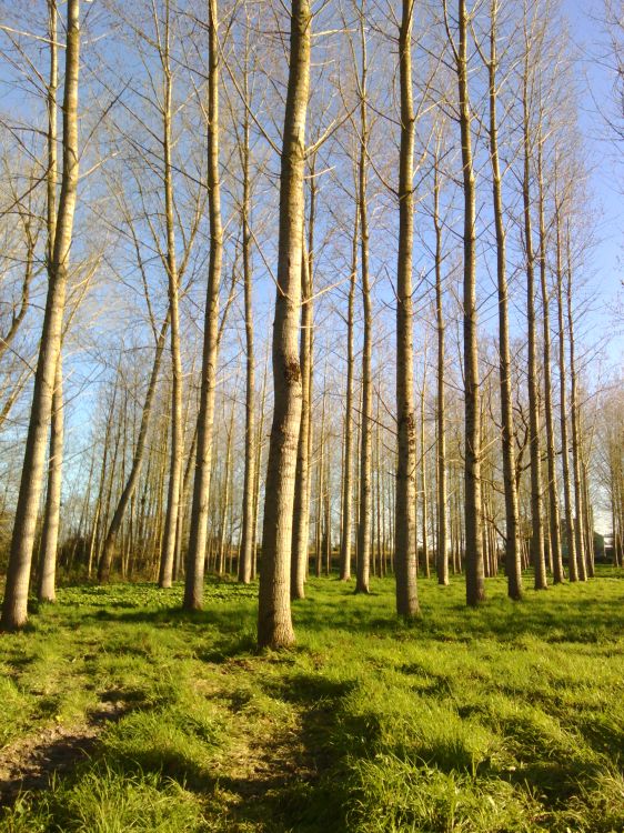 Fonds d'cran Nature Arbres - Forts Arbres