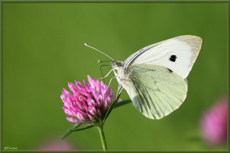 Fonds d'cran Animaux Insectes - Papillons Wallpaper N381937