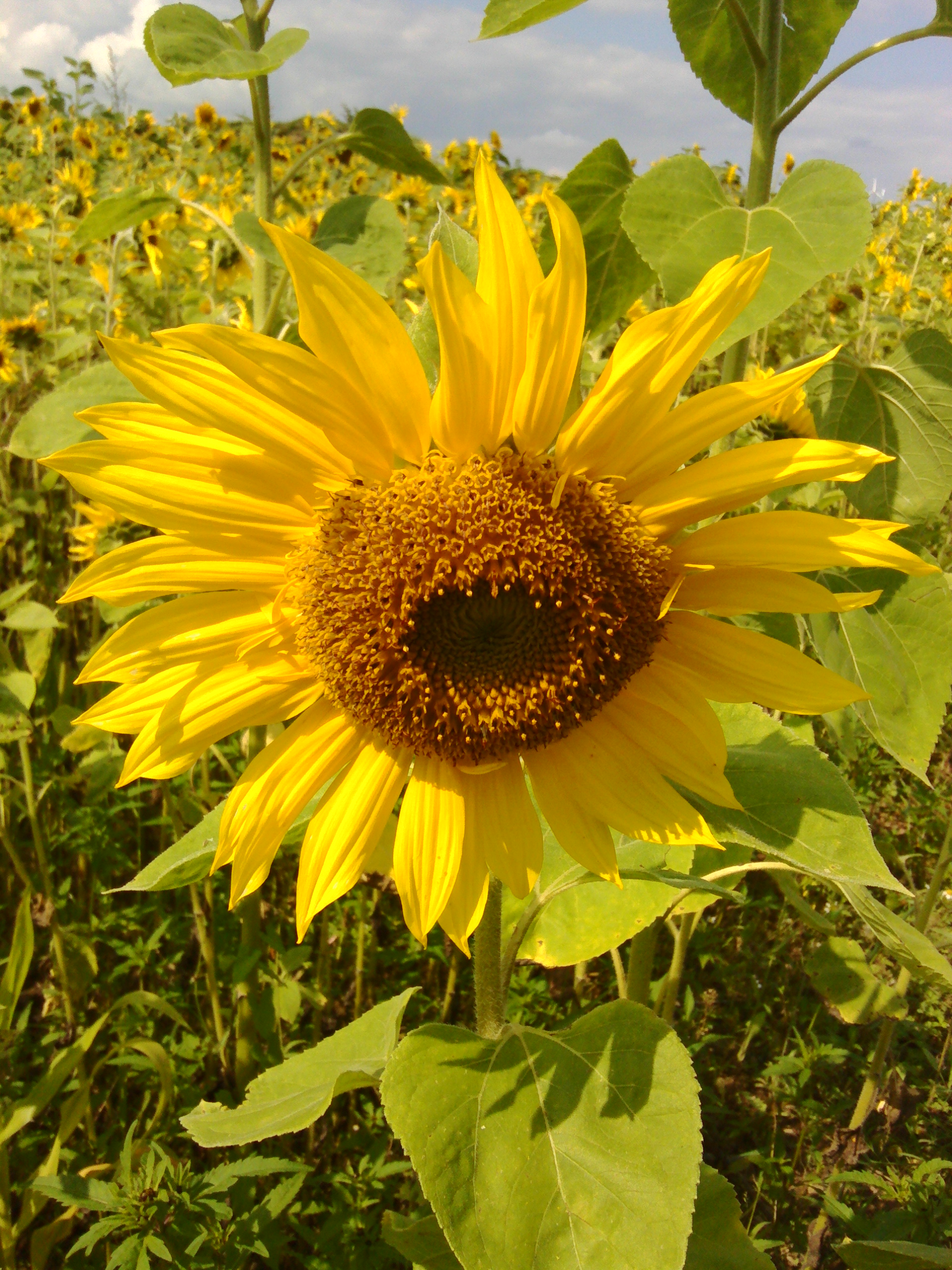 Fonds d'cran Nature Fleurs 