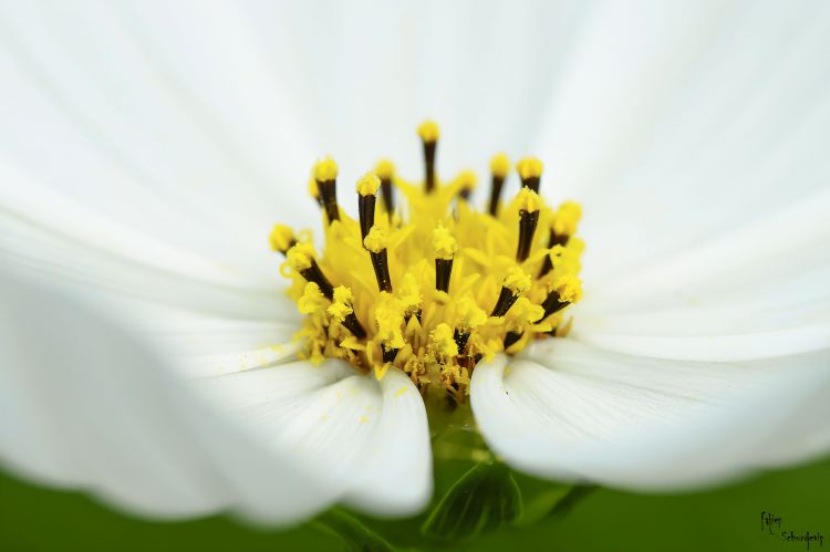 Fonds d'cran Nature Fleurs blanche