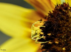  Animaux crab-spider