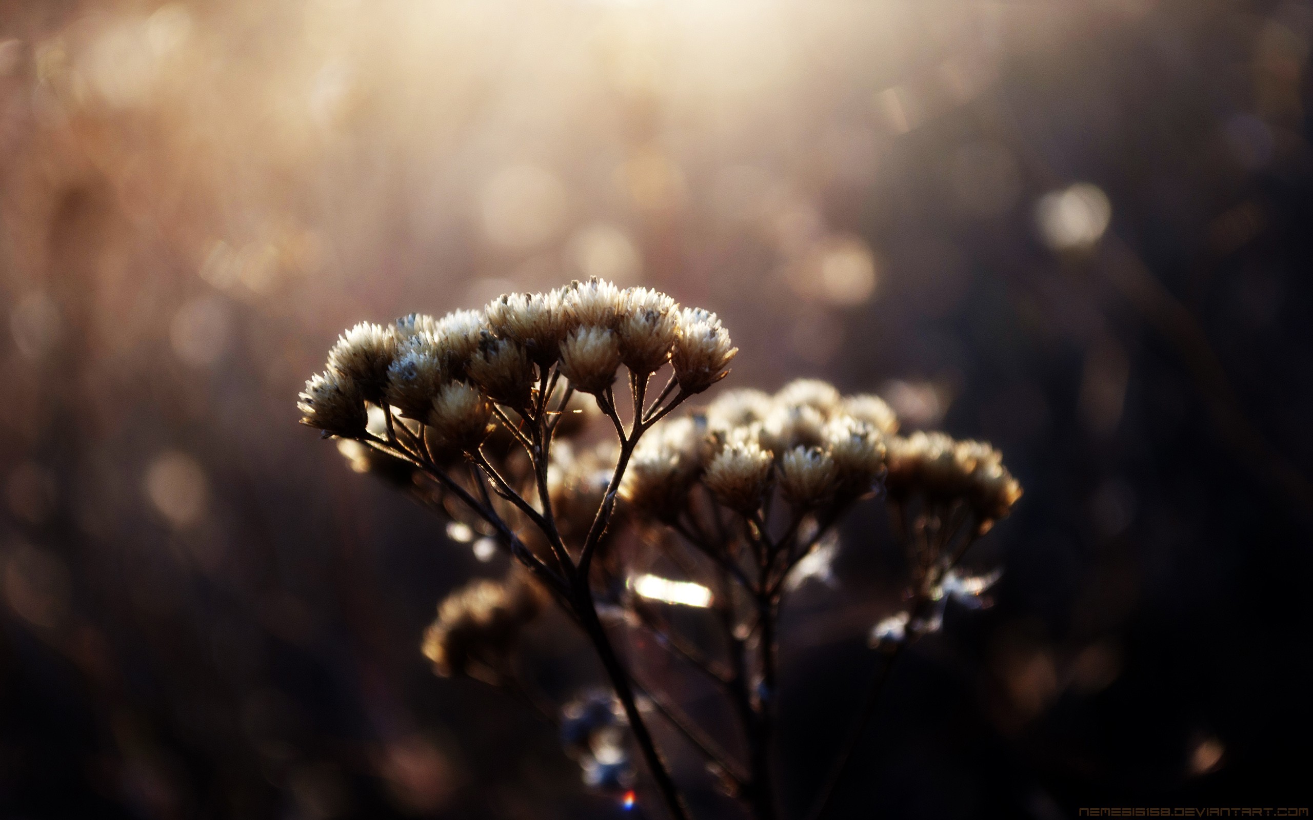 Fonds d'cran Nature Fleurs 