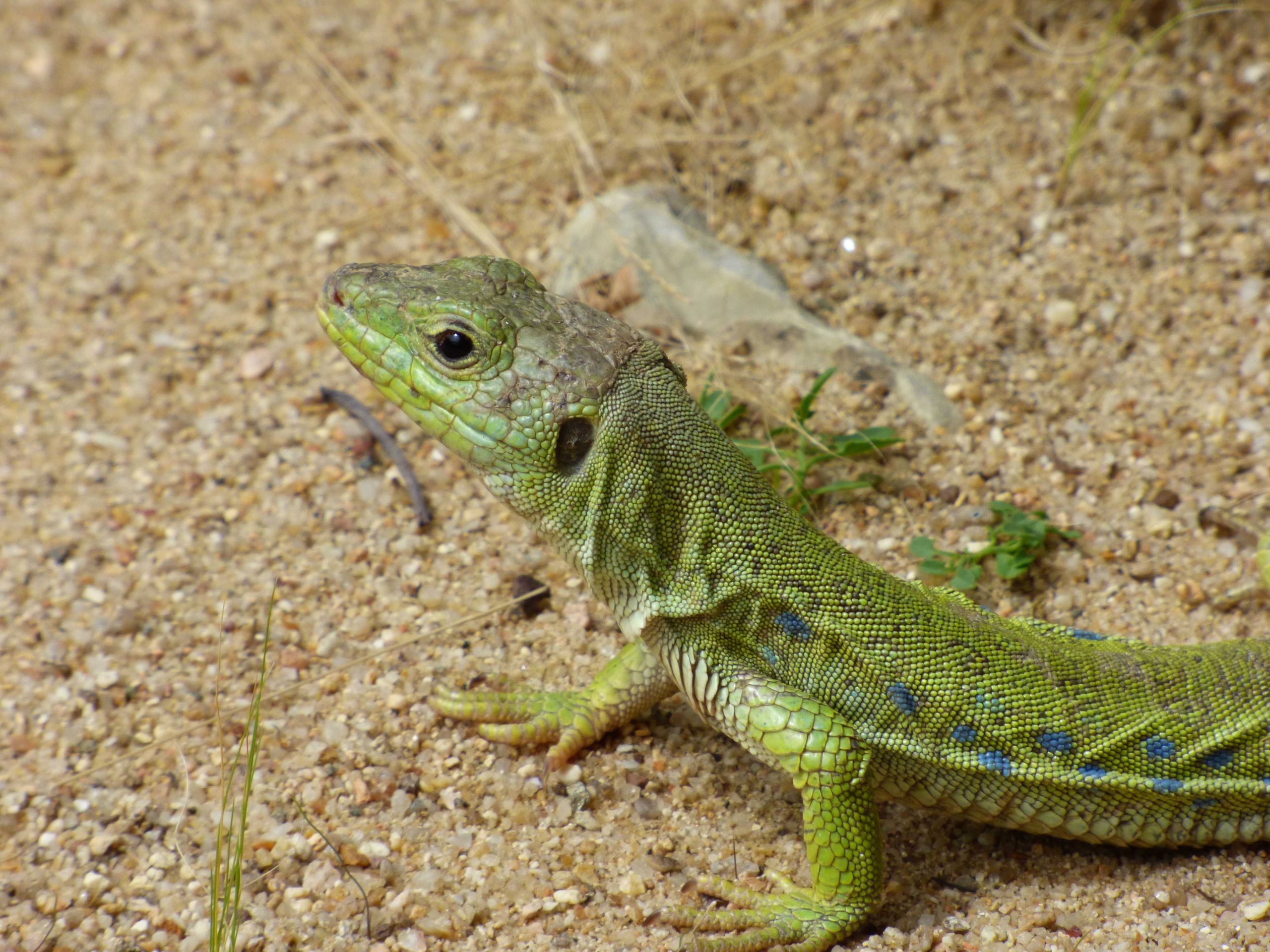 Fonds d'cran Animaux Reptiles divers 