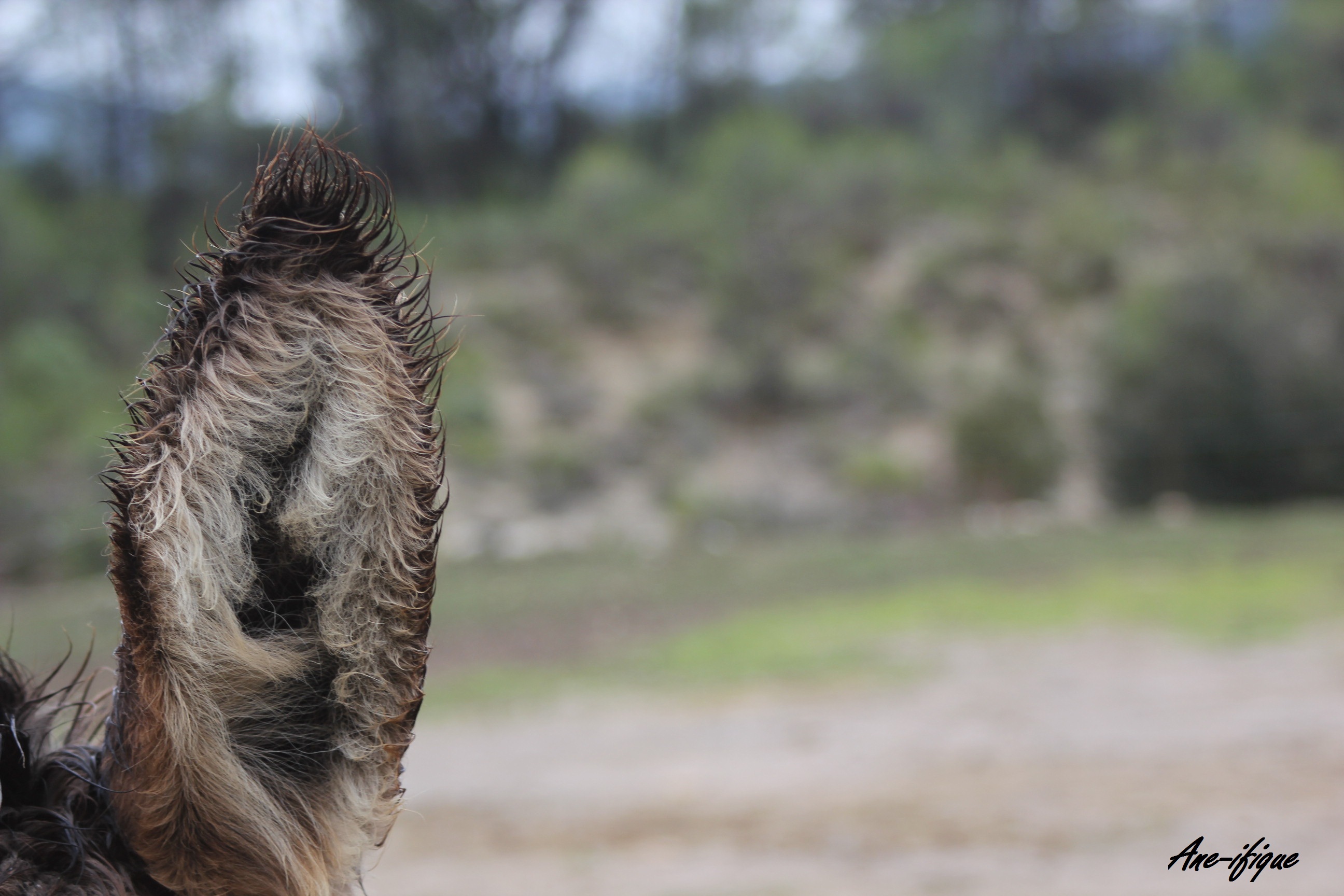 Fonds d'cran Animaux Anes Aneifique