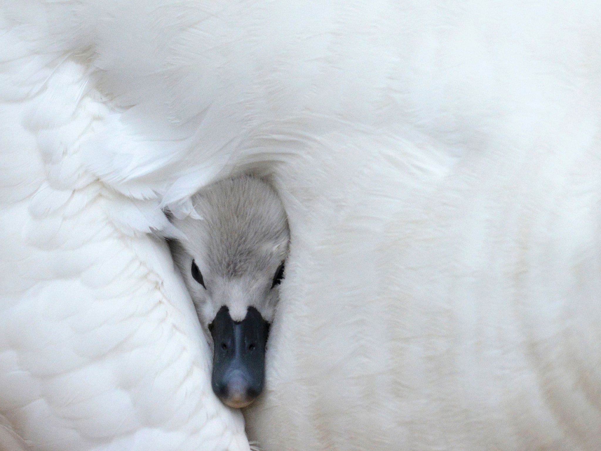 Fonds d'cran Animaux Oiseaux - Cygnes 