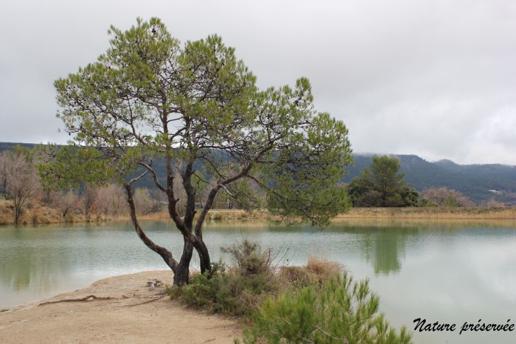 Fonds d'cran Nature Lacs - Etangs Arbre sur un lac