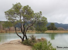  Nature Arbre sur un lac