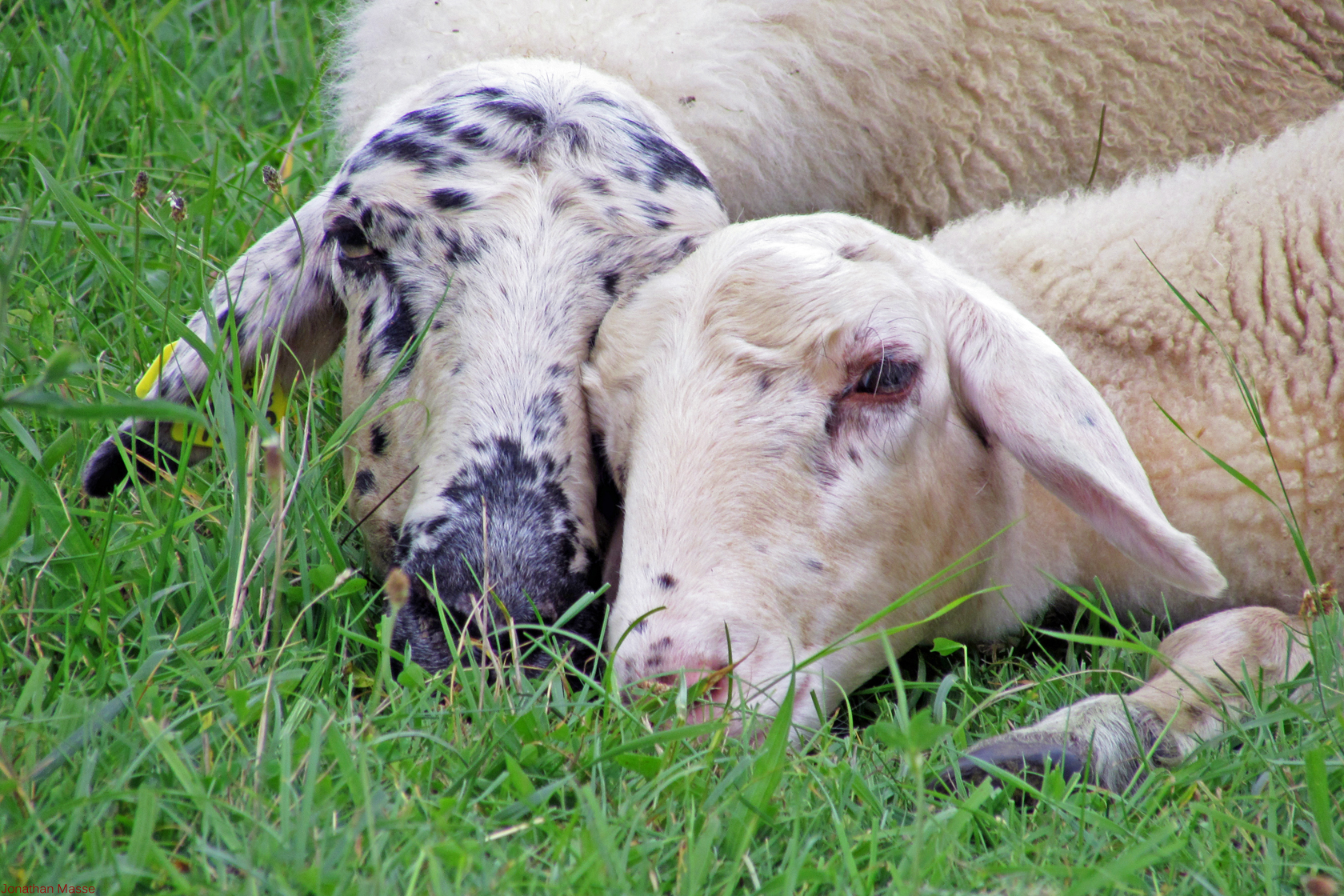 Wallpapers Animals Sheeps Tendresse.