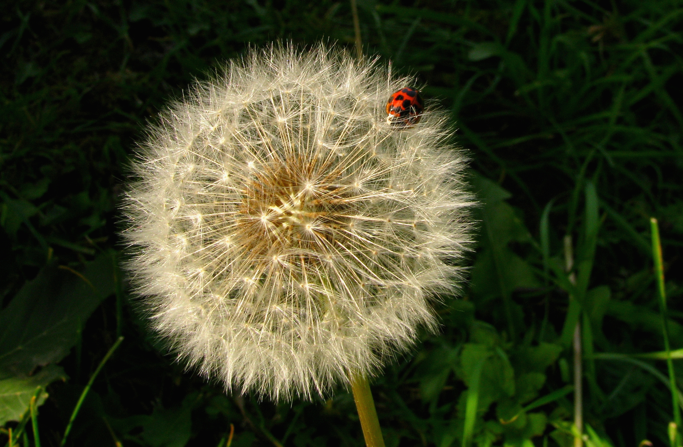 Fonds d'cran Nature Fleurs 