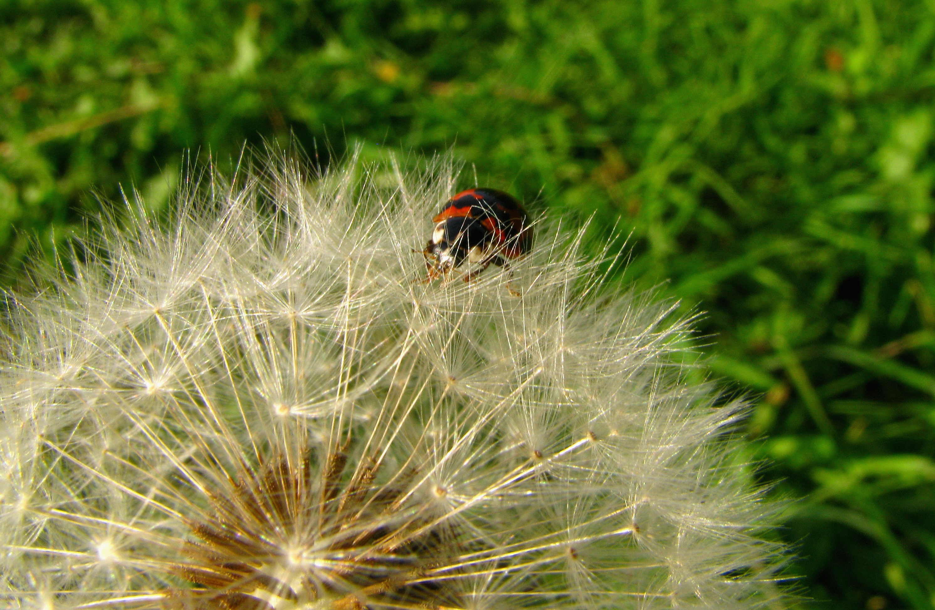 Fonds d'cran Nature Fleurs 