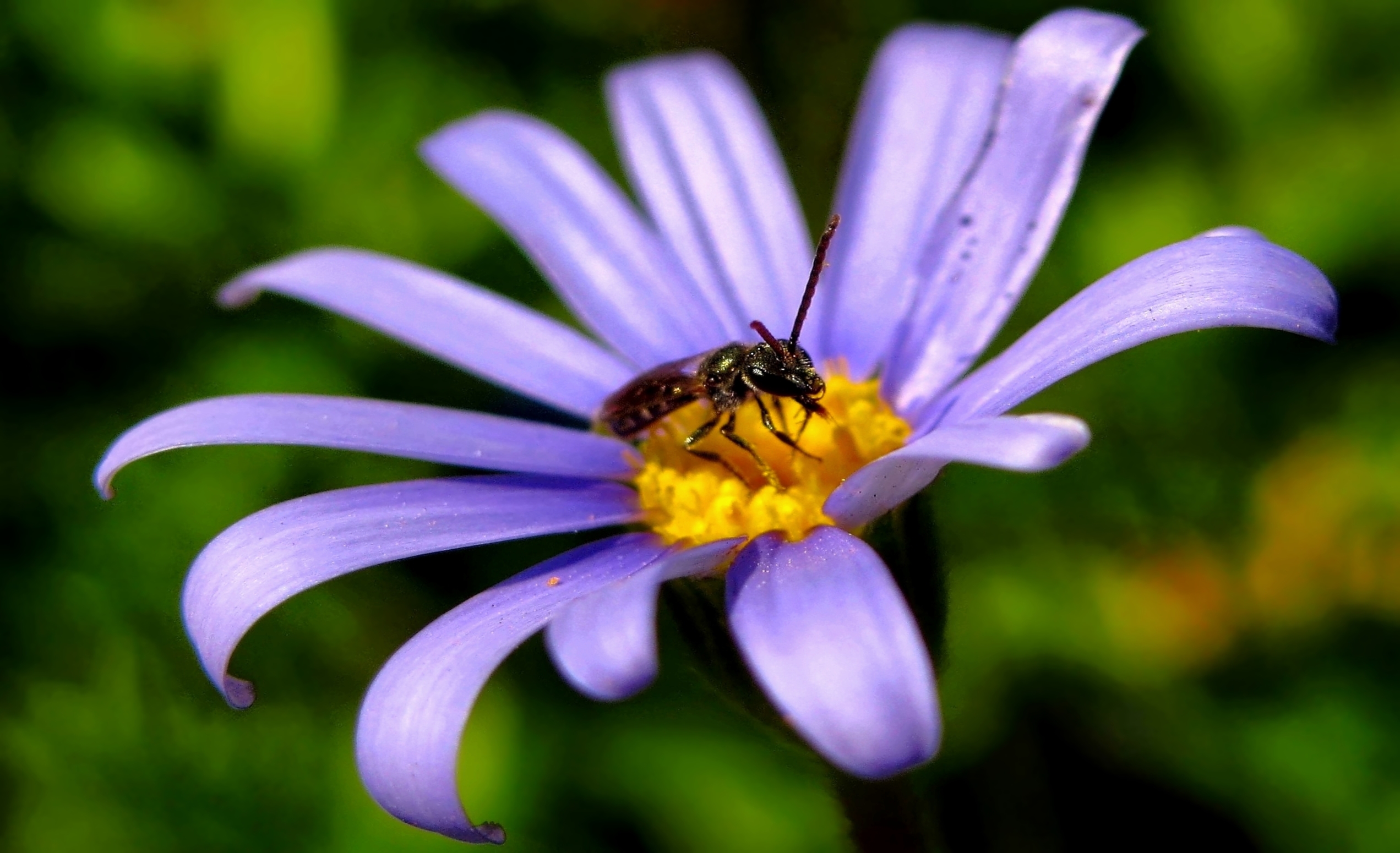 Wallpapers Nature Flowers 